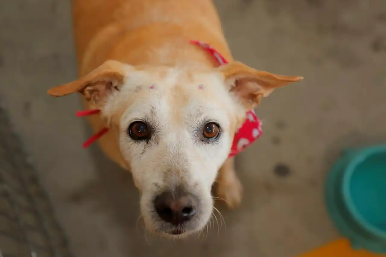 feira de adocao de pets em barueri