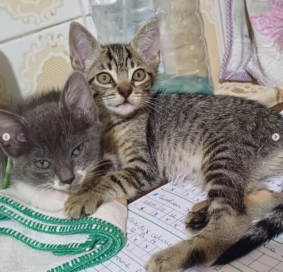 mansãodoscats