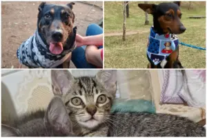 ongs de proteção animal em osasco, barueri e cotia