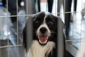 feira de adoção de pets itapevi