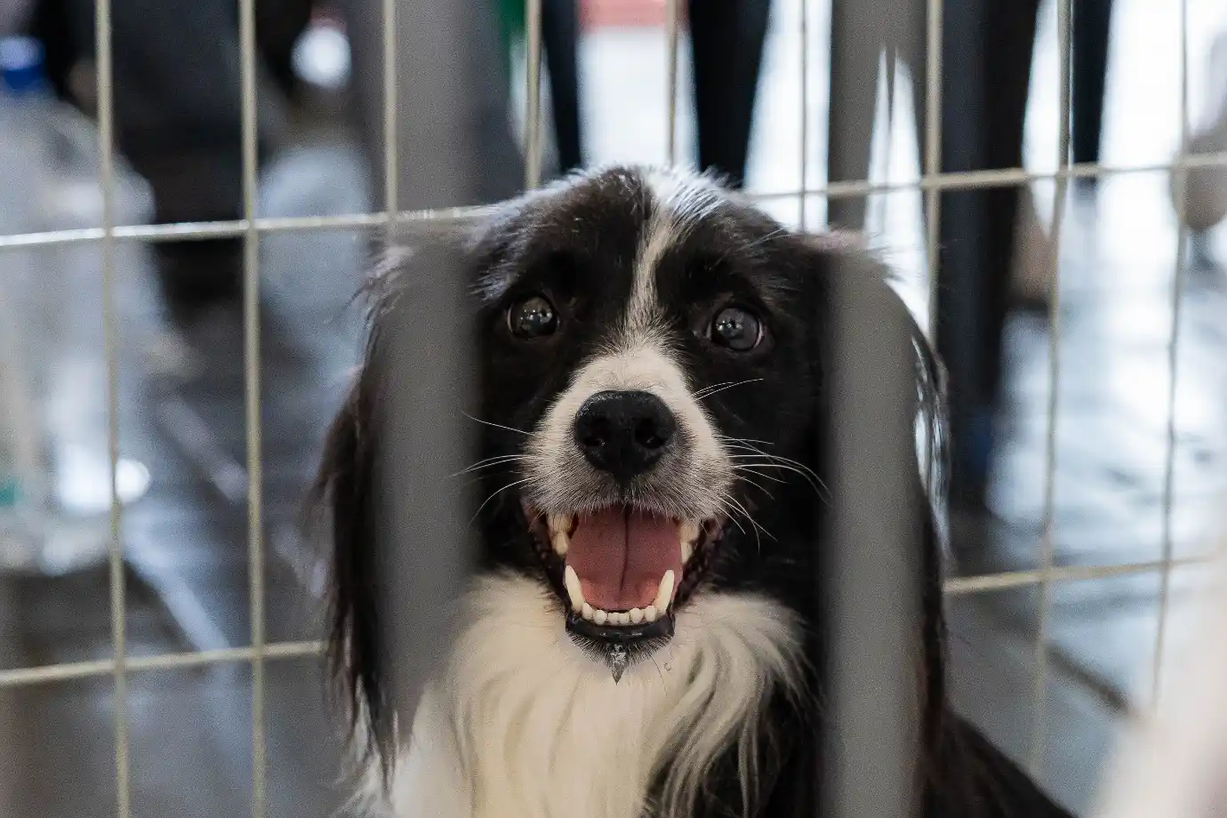 feira de adoção de pets itapevi