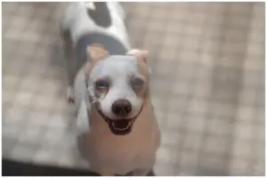 feiras de adoção de cães e gatos em barueri