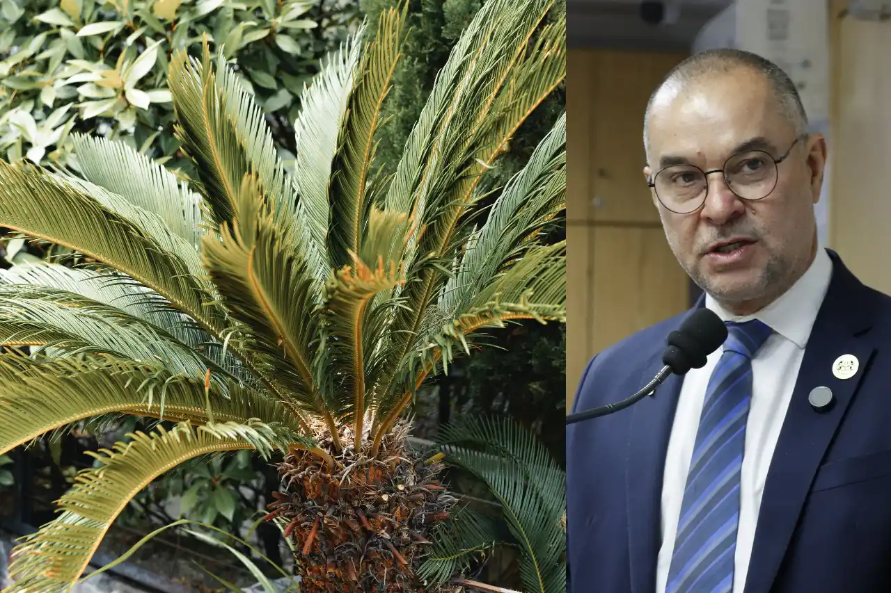 projeto proibe plantas toxicas em areas publicas osasco