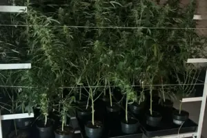 rota pe de maconha zona oeste sp