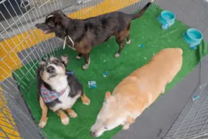 adoção pets barueri