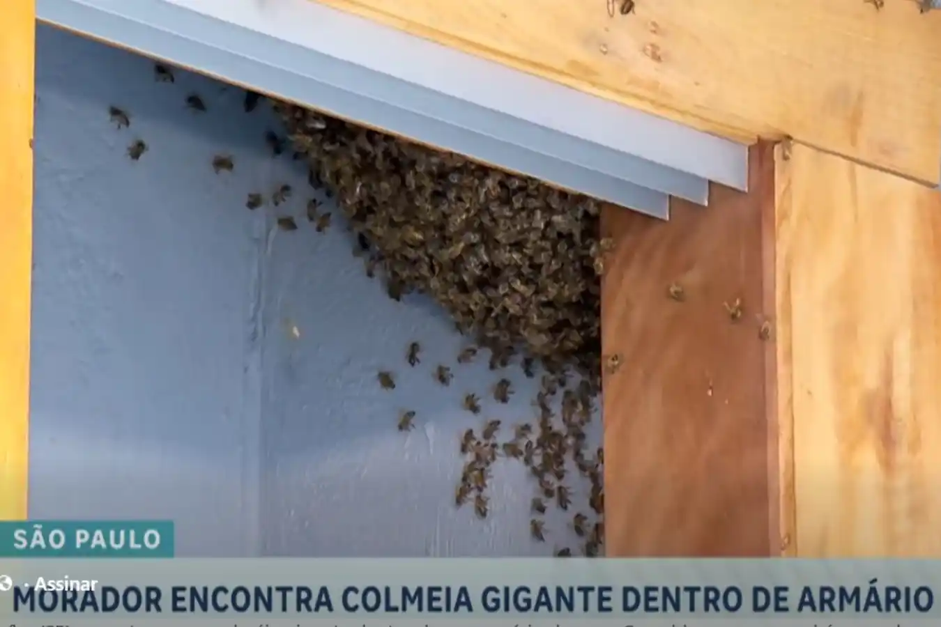 enxame de abelhas carapicuiba