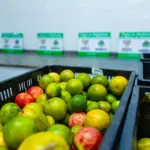 osasco segurança alimentar