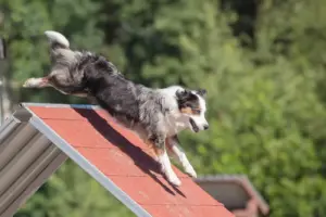 agility