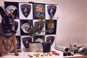 cannabis itapevi