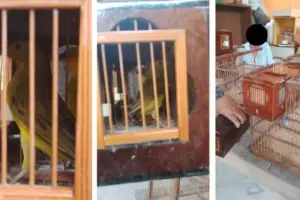 rinha de passaros em cotia