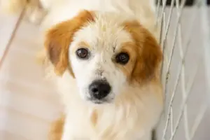 feira de adocao de pets itapevi 1