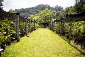 viveiro curupira cotia