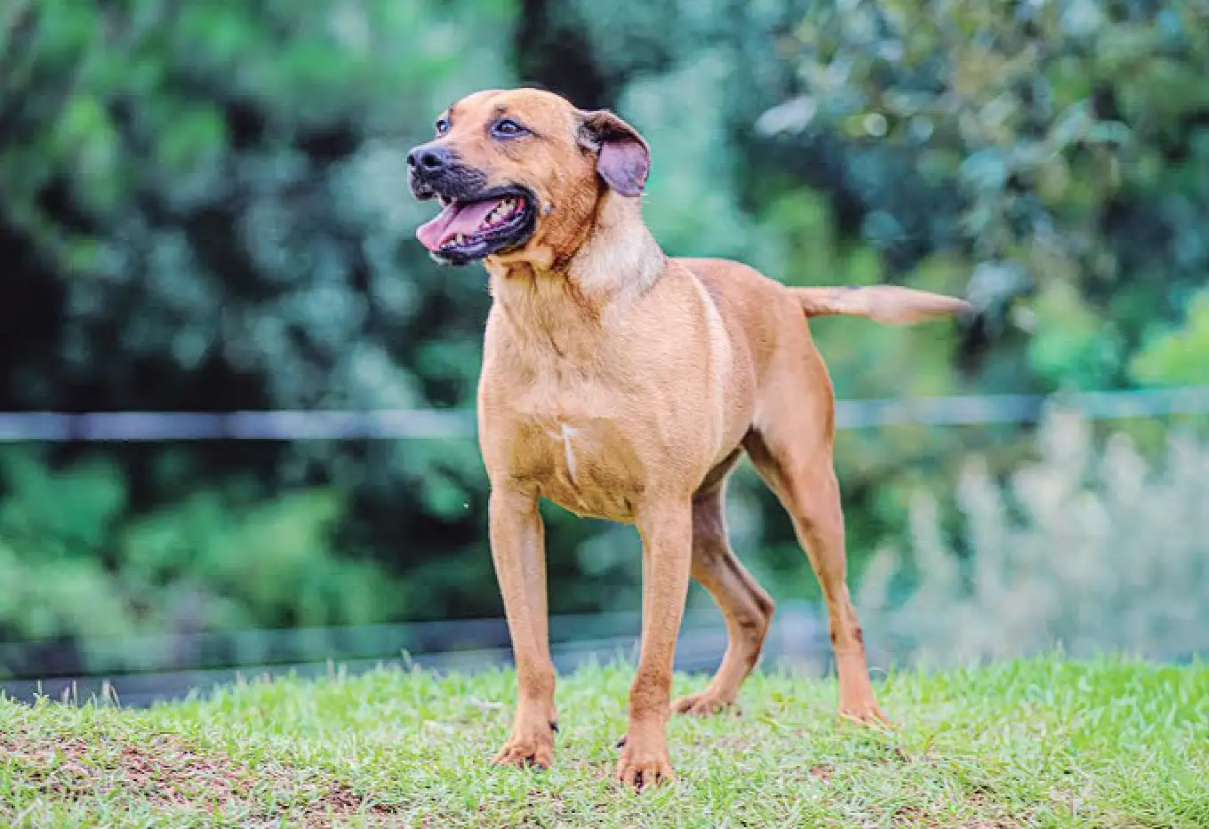 adoção pets santana