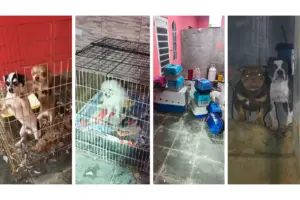 cães maus tratos