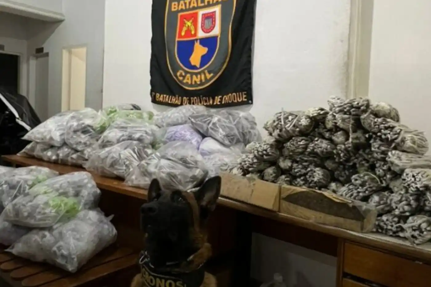 canil localiza drogas na zona oeste sp
