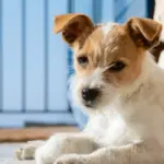 cachorro caes