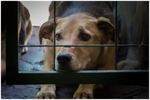como denunciar maus tratos a animais online em são paulo