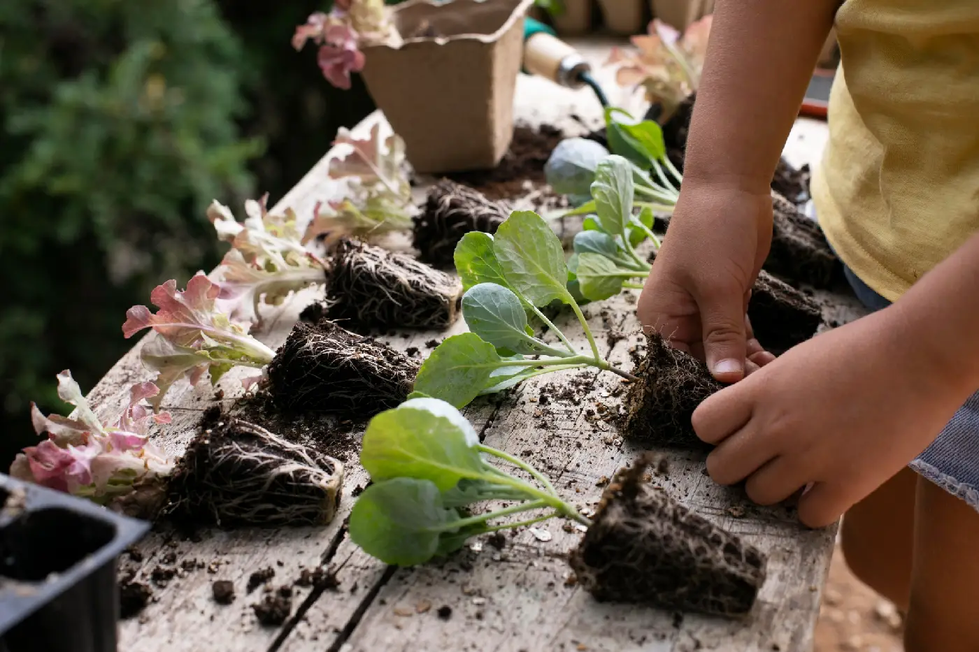 plantação horta