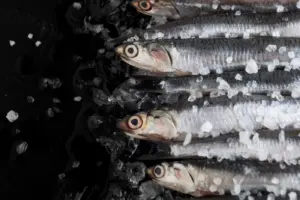sardinha congelada
