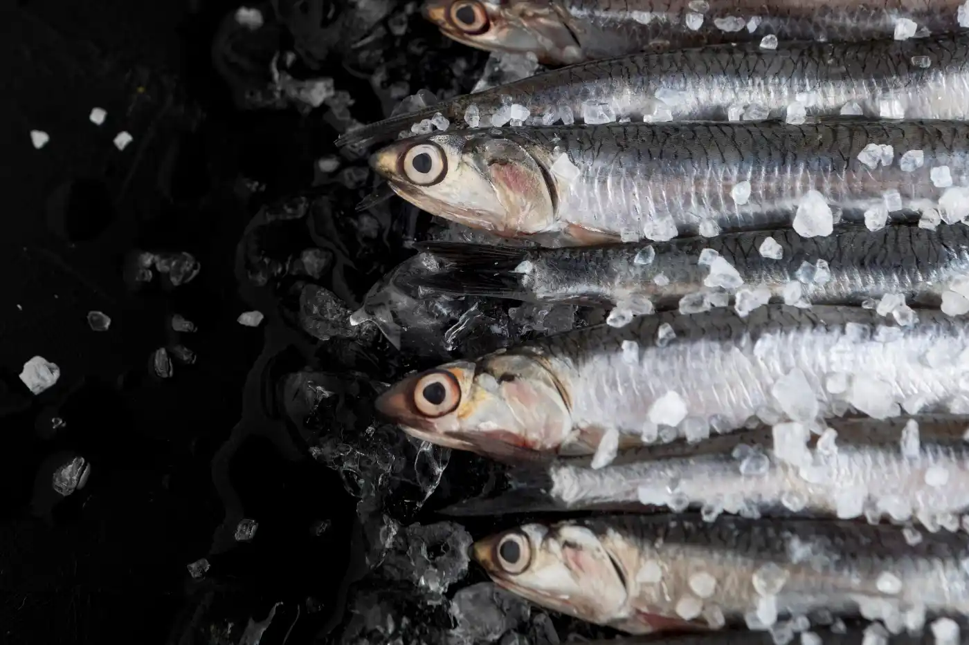 sardinha congelada