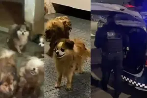 canil clandestino osasco