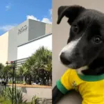 adocao de caes raposo shopping