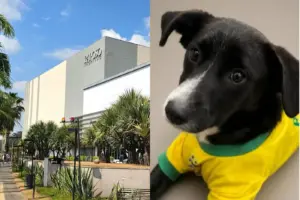adocao de caes raposo shopping