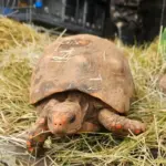 barueri devolve animais silvestres