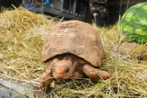 barueri devolve animais silvestres