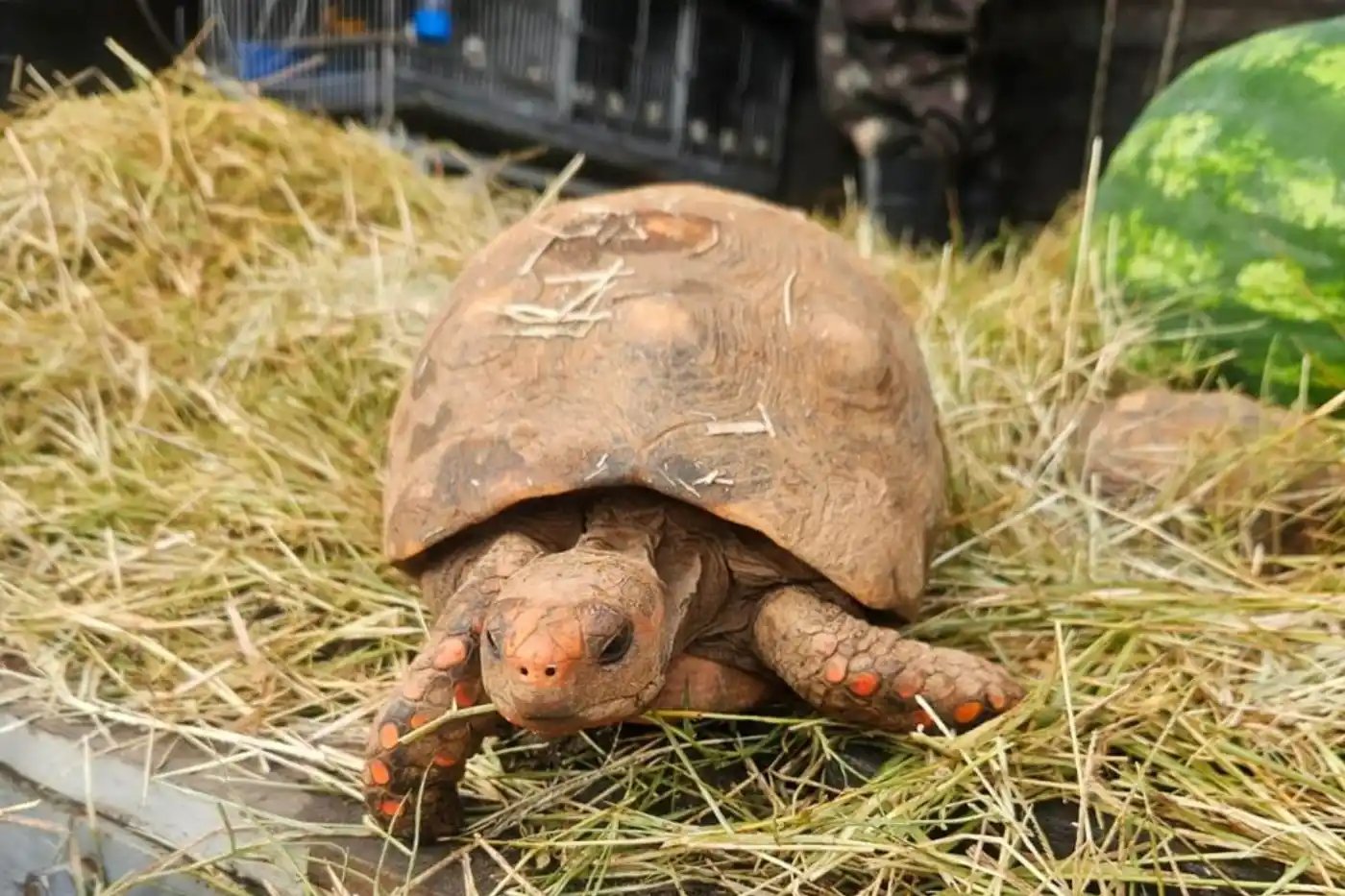 barueri devolve animais silvestres