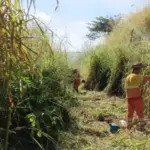 combate queimadas ecovias