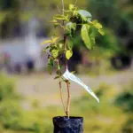 mudas plantas cotia