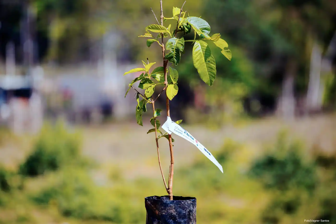 mudas plantas cotia