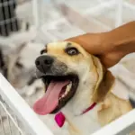 adoção itapevi