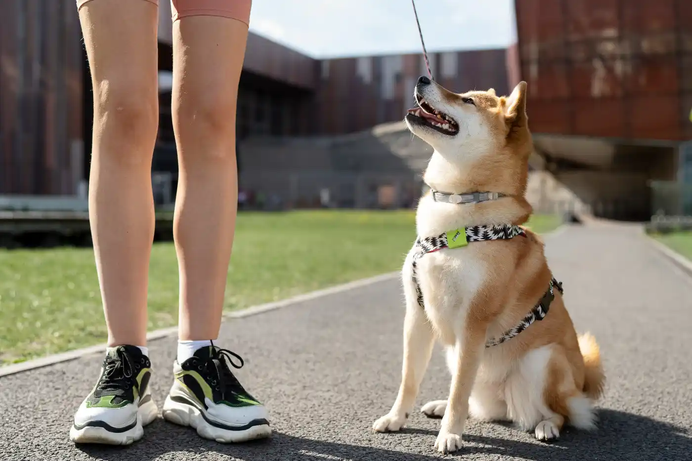 caorrida corrida com pets osasco