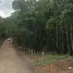corpo encontrado em estrada de cotia