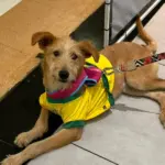 feira de adocao de caes e gatos raposo shopping