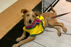feira de adocao de caes e gatos raposo shopping