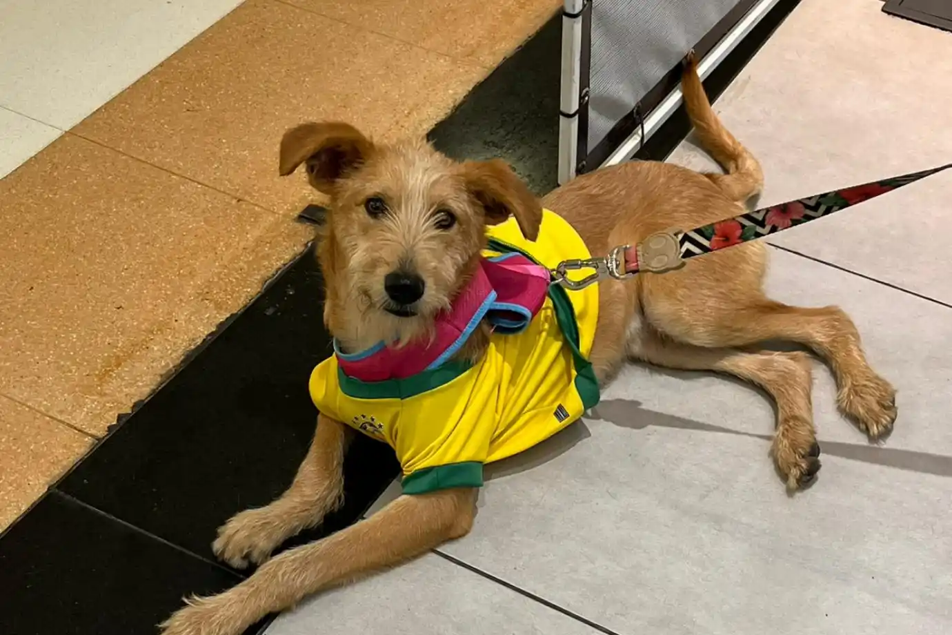 feira de adocao de caes e gatos raposo shopping