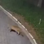 onça parda aldeia da serra em barueri