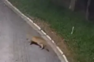 onça parda aldeia da serra em barueri