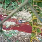 dono de fabrica preso rio cotia