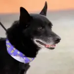 atendimento veterinario gratuito barueri caes