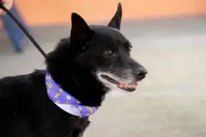 atendimento veterinario gratuito barueri caes