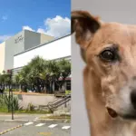 feira de adocao de caes e gatos raposo