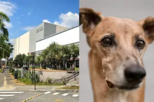 feira de adocao de caes e gatos raposo