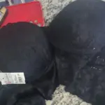 lingerie jandira