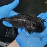 salamandras barueri especie exotica