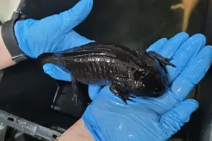 salamandras barueri especie exotica