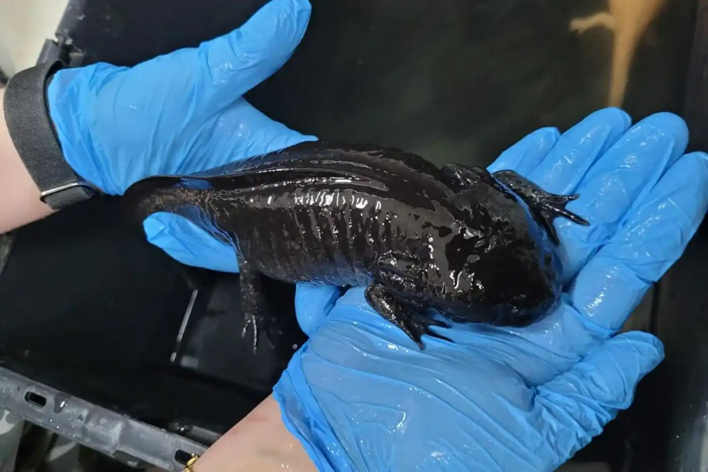 salamandras barueri especie exotica